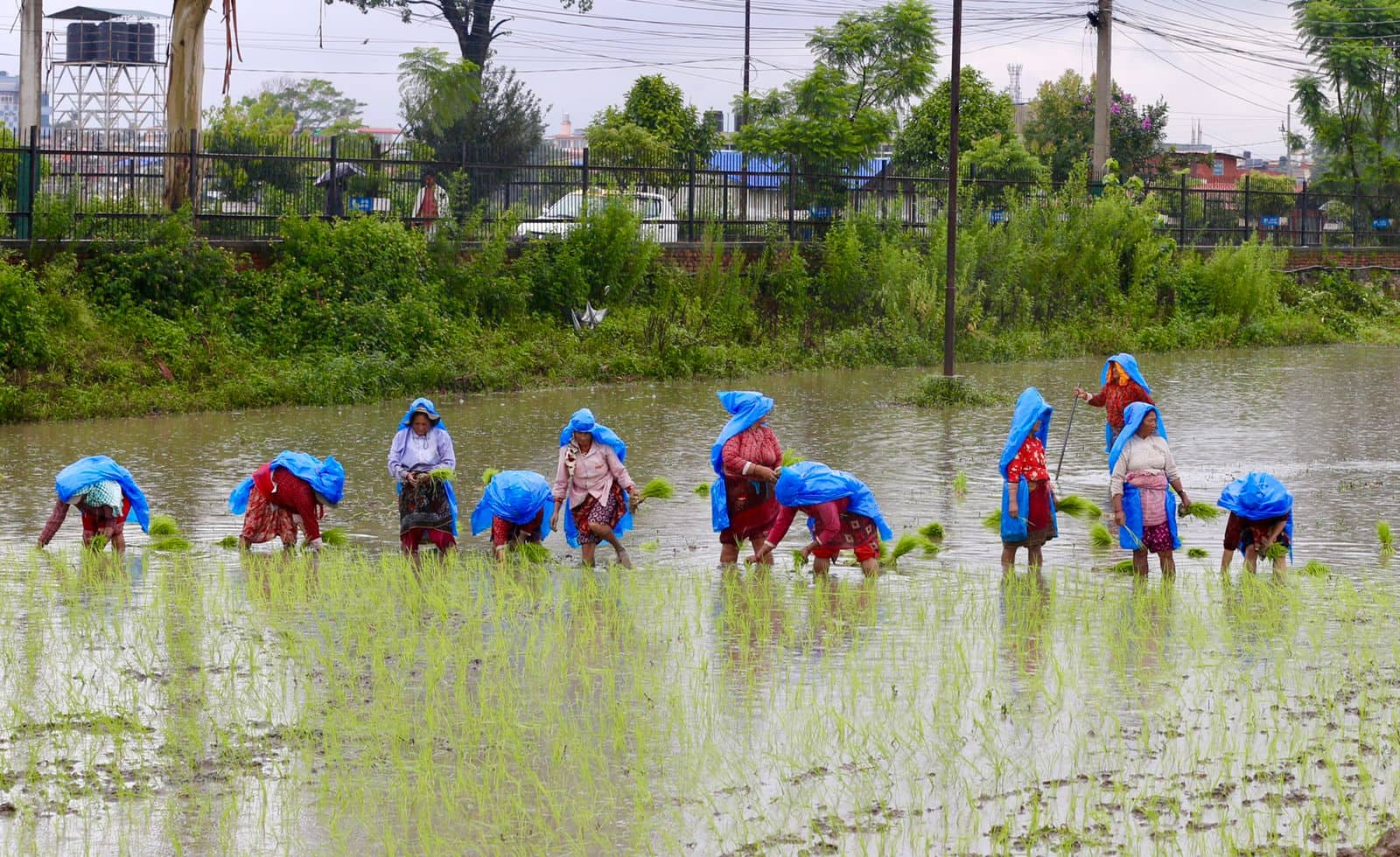 ‘धान दिवस’ मनाइने नेपालमा विभिन्न देशबाट वर्षेनि भित्रिन्छ अर्बौंको धान