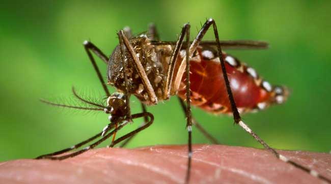 डेंगु संक्रमण ७५ जिल्लामा फैलियो,संक्रमितको संख्या १२ हजार नाघ्यो