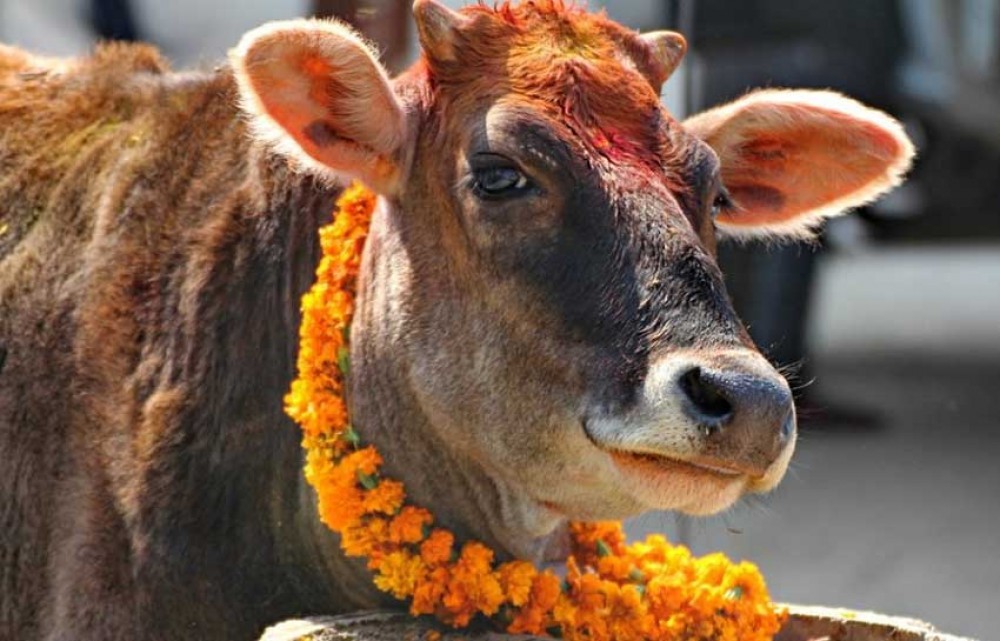 तिहारको चौँथो दिन आज गाई पूजा गरिँदै