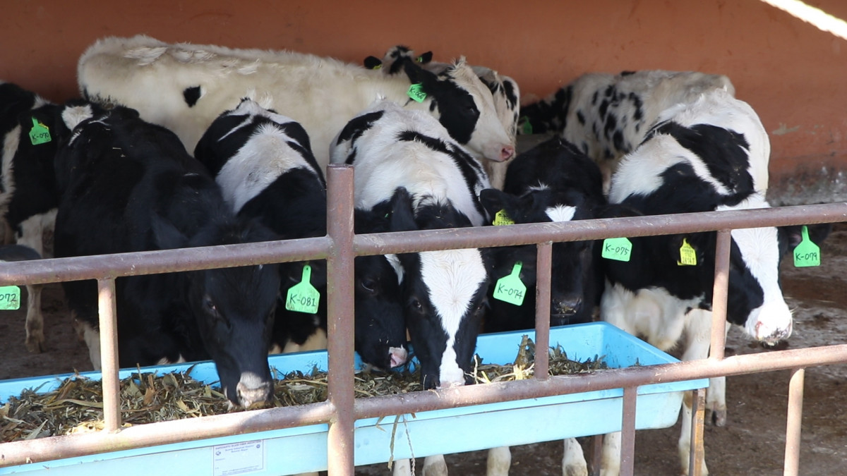 दक्षिण कोरियाबाट ल्याइएका गाई किसानलाई वितरण