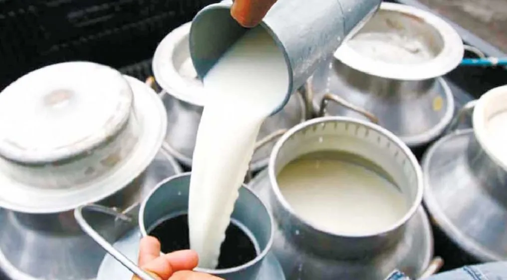 विदेशबाट फर्किएका युवाको सहकारी  :  एक वर्षमा ४४ लाखको दूध बिक्री