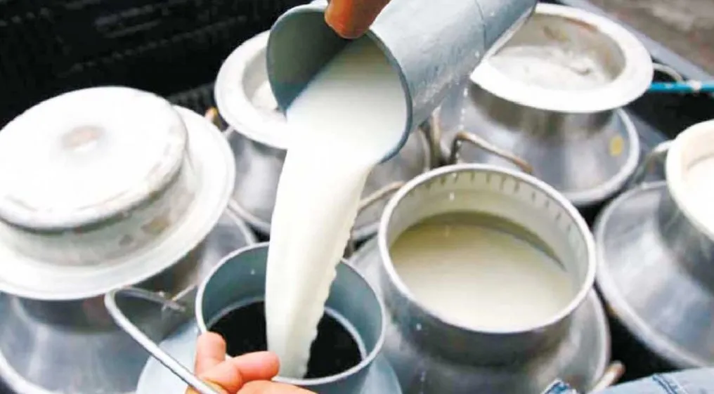 विदेशबाट फर्किएका युवाको सहकारी : एक वर्षमा ४४ लाखको दूध बिक्री
