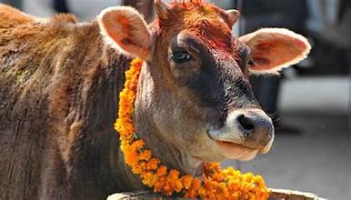 यमपञ्चक चौथो दिन : गाई पूजा गरिँदै